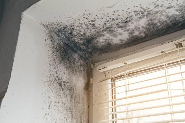 Affordable Mold Remediation solutions in Berryville, TX